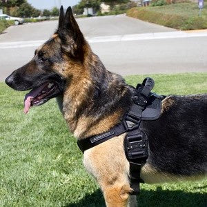 Safety First: How A K9 Tactical Harness Can Prevent Injuries In Active Dogs?